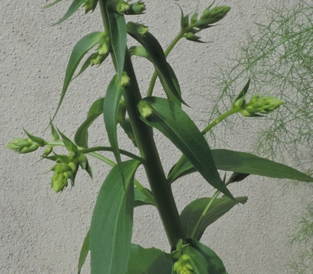 Pianta verde: Digitalis lutea  (Plantaginaceae)